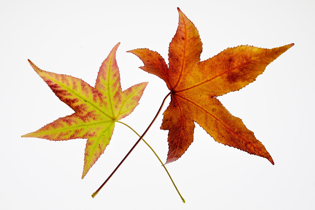 Colored Leaves of Liquidambar